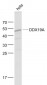 DDX19A Polyclonal Antibody